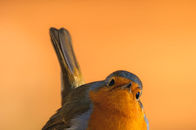Jan Rzaczek - Neugieriges Rotkehlchen
