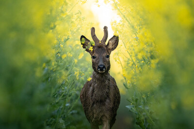 Philip Trosch - Wächter des goldenen Pfades