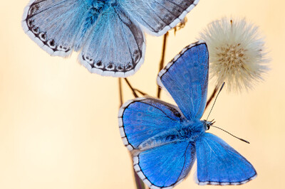 Marcus	Rimpel - Two Blue