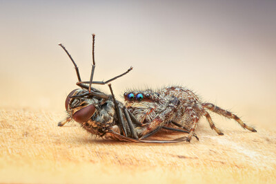 Petra Jung - Wilde Spinne - fette Beute!