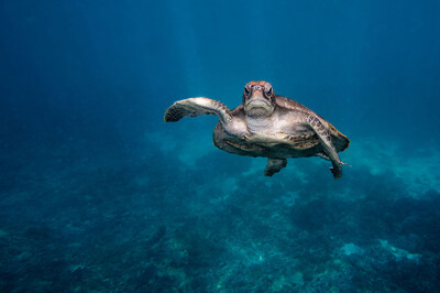 Mirjam Radke - Hi Turtle