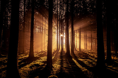 Sebastian Bauer - Der Wald - Auszeichnung  in der Kategorie „Der Blick für Nachhaltiges“