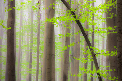 Jens Sieckmann - Wunderwald - Auszeichnung in der Kategorie 