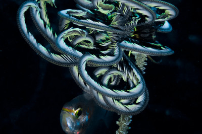 Ralf Levc - Federstern - Auszeichnung in der Kategorie 