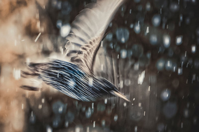 Marc Hofmann - Snowy Starflight - Auszeichnung in der Kategorie 