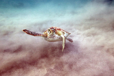 Mareen Miegler - Serie: Schildkröten bei der Nahrungsaufnahme vor Curacao - Auszeichung in der Kategorie 