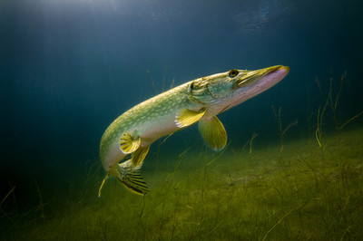 Tino Brandt - Hecht im Karpfenteich - Auszeichnung in der Kategorie 