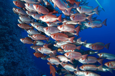 Walter Drechsler - Grossaugenbarsche - Auszeichnung in der Kategorie 