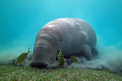 Mathias Koch - Staubsauger - Auszeichnung in der Kategorie 