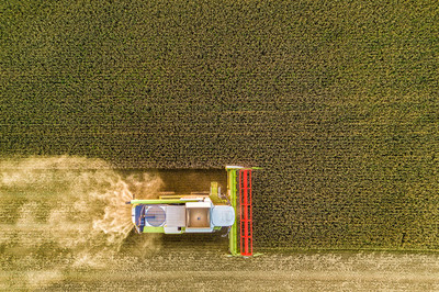 Markus Bauernfeind - Getreidefresser - Einreichung in der Kategorie 