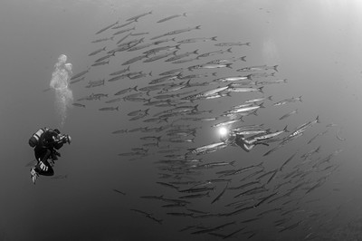 Konstantin Killer - Barrakudas - Einreichung in der Kategorie 