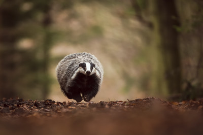 Johnny Krüger - Hoppi Galloppi - Auzeichnung in der Kategorie