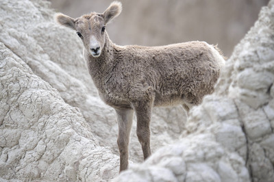 Andreas Huppert - Little Bighorn Sheep - Auszeichnung in der Kategorie