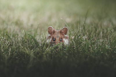 Anskar Lenzen - Peekaboo! Auszeichnung Kategorie „Artenvielfalt in der Stadt“