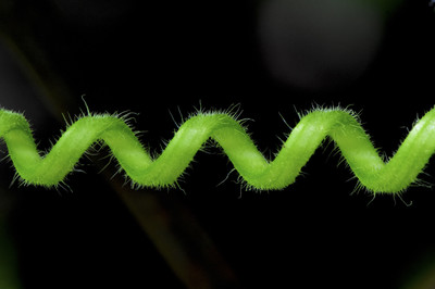 Walter Fiechter - Öko Zugfeder  Auszeichnung Kategorie „Blumen und Pflanzen“