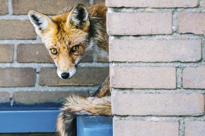 Christin Picard - Waiting for the bus  Auszeichnung Kategorie „Artenvielfalt in der Stadt“