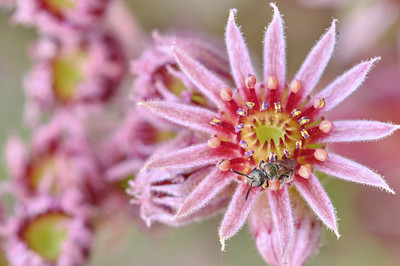 Petra Hilgers - Besuch auf unserem Hauswurz Auszeichnung Kategorie „Blumen und Pflanzen„