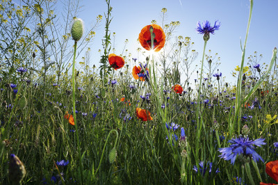 Jessika Schugardt - Blumenwiese am Morgen Auszeichnung Kategorie „Blumen und Pflanzen„