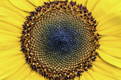 Helmuth Zornek - Sonnenblumenmantra Auszeichnung Kategorie „Blumen und Pflanzen„