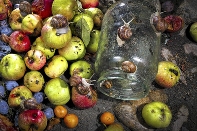 Jörg Steiner - Erntedank Auszeichnung Kategorie „Artenvielfalt in der Stadt“