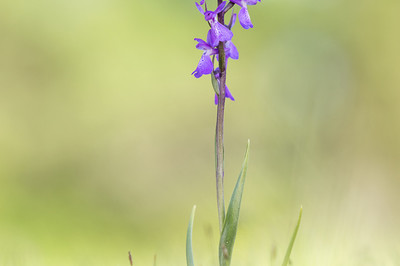 Marcus Rimpel - Sumpf-Knabenkraut Auszeichnung Kategorie „Blumen und Pflanzen„