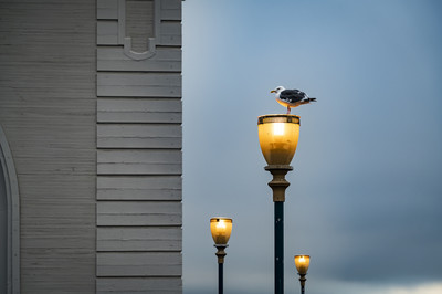Fabian Sigler - Möve in San Francisco Auszeichnung Kategorie „Artenvielfalt in der Stadt“